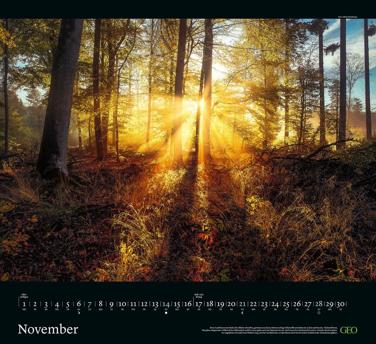 Produktbild: GEO Kalender: Sehnsucht Wald 2027