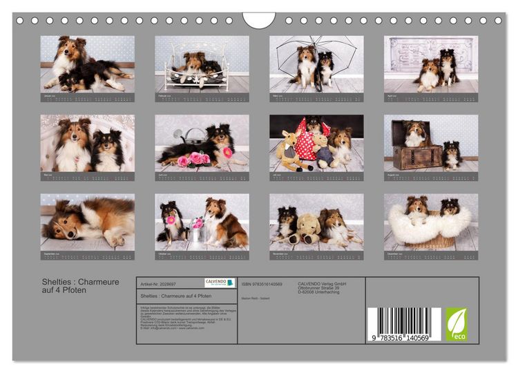 Produktbild: Shelties : Charmeure auf 4 Pfoten (Wandkalender 2026 DIN A4 quer), CALVENDO Monatskalender