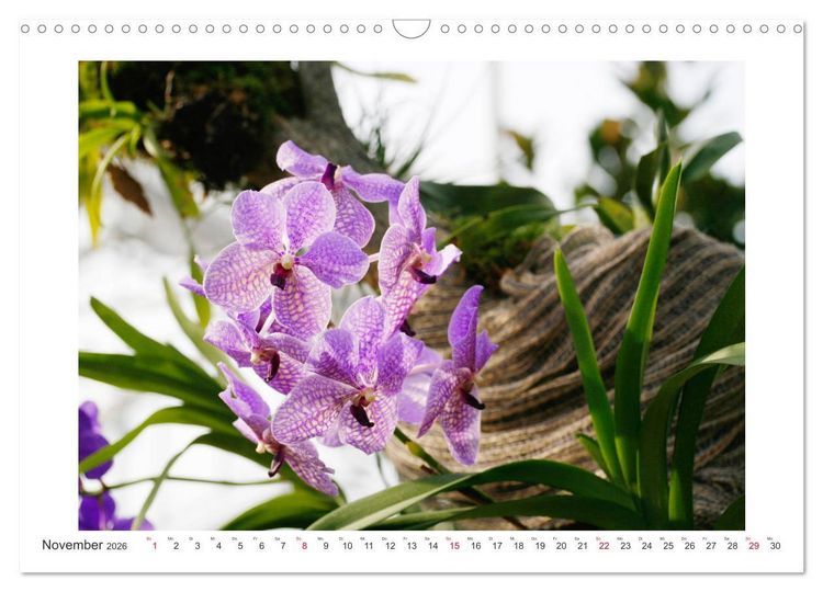 Produktbild: Orchideen Feuerwerk der Farben (Wandkalender 2026 DIN A3 quer), CALVENDO Monatskalender