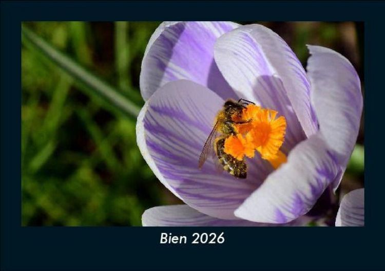 Produktbild: Bien 2026 Fotokalender DIN A5