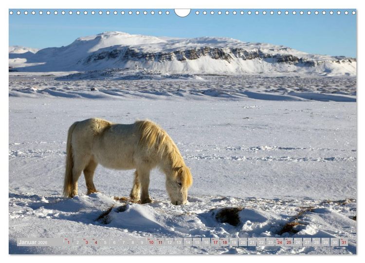 Produktbild: Islandpferde - Die tierischen Stars der Insel (Wandkalender 2026 DIN A3 quer), CALVENDO Monatskalender