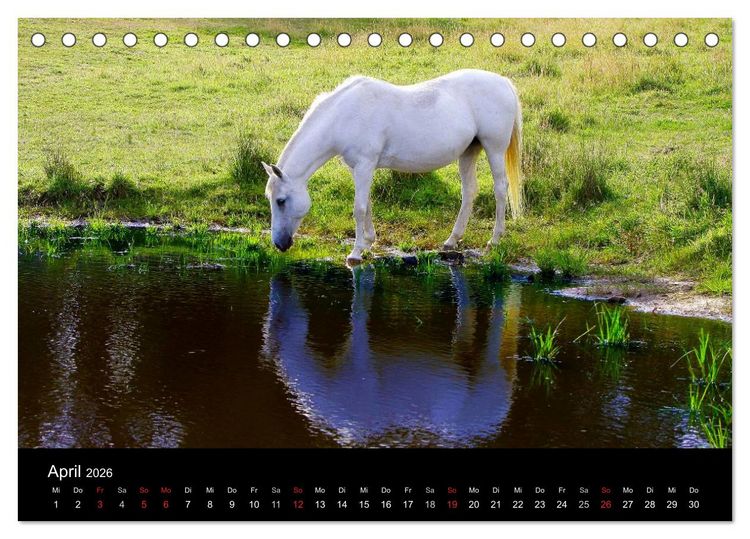 Produktbild: Faszination Pferde (Tischkalender 2026 DIN A5 quer), CALVENDO Monatskalender
