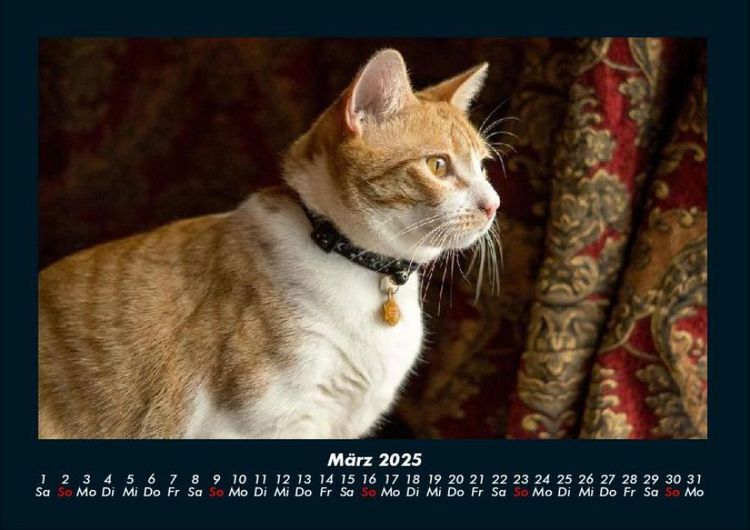 Produktbild: F&uuml;r Katzenfreunde 2025 Fotokalender DIN A4