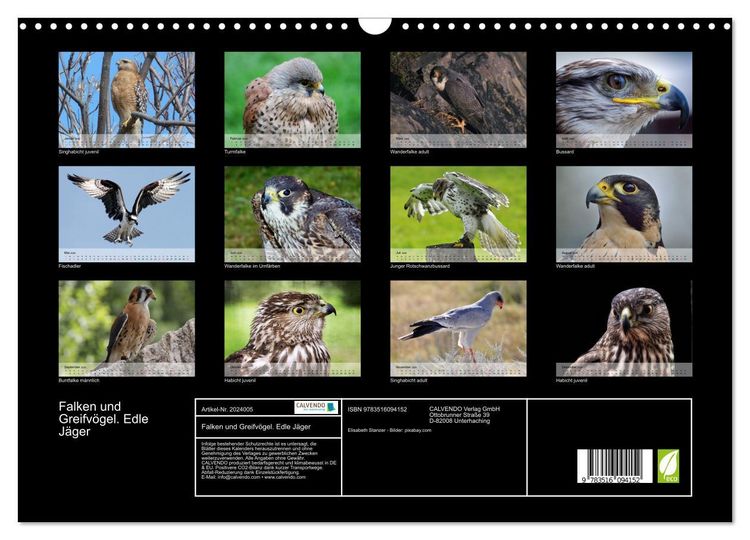 Produktbild: Falken und Greifv&ouml;gel. Edle J&auml;ger (Wandkalender 2026 DIN A3 quer), CALVENDO Monatskalender