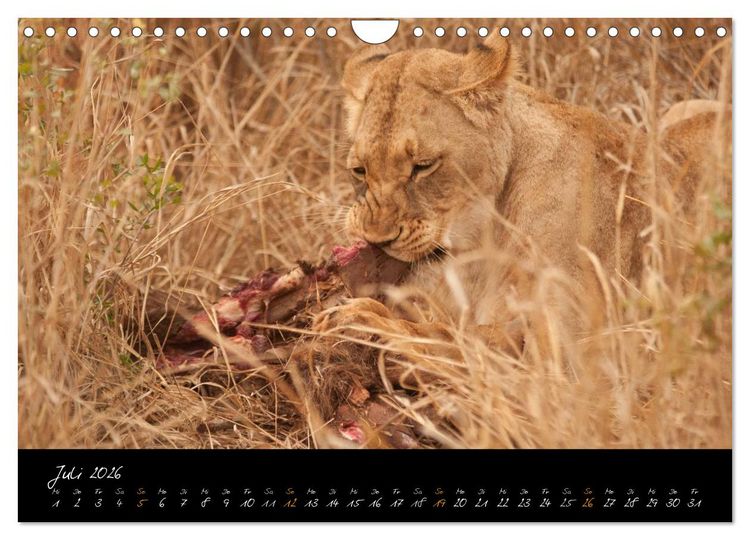Produktbild: Wilde L&ouml;wen (Wandkalender 2026 DIN A4 quer), CALVENDO Monatskalender