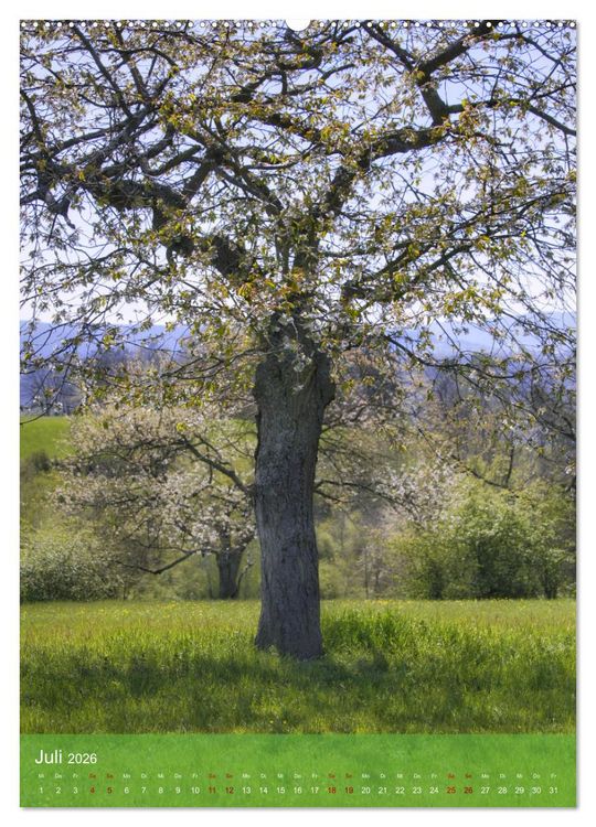 Produktbild: Klimaretter Baum (Wandkalender 2026 DIN A2 hoch), CALVENDO Monatskalender