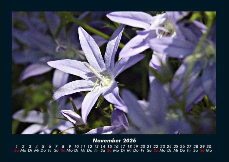 Produktbild: Blumenkalender 2026 Fotokalender DIN A4