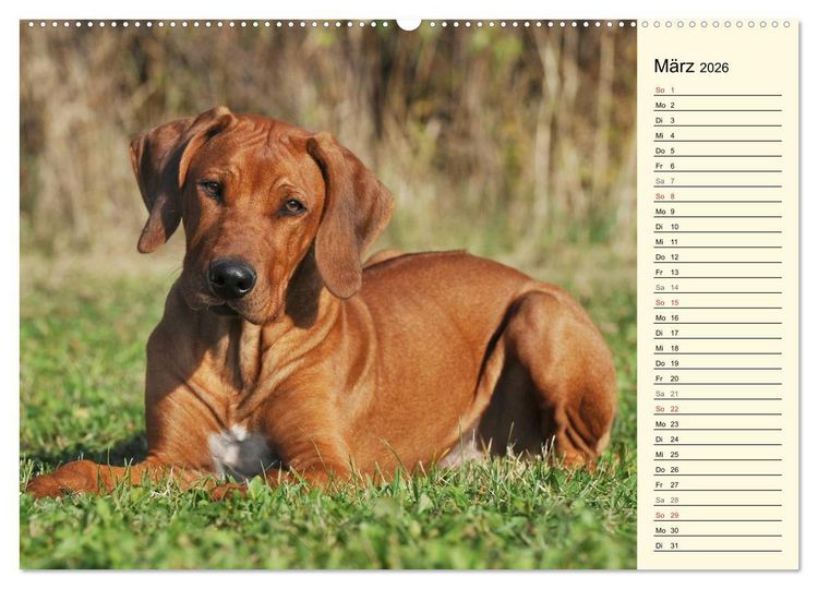 Produktbild: Rhodesian Ridgeback 2026 (hochwertiger Premium Wandkalender 2026 DIN A2 quer), Kunstdruck in Hochglanz