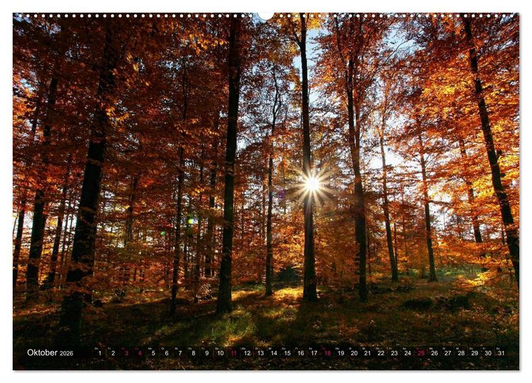 Produktbild: Erleuchtung im Wald (hochwertiger Premium Wandkalender 2026 DIN A2 quer), Kunstdruck in Hochglanz