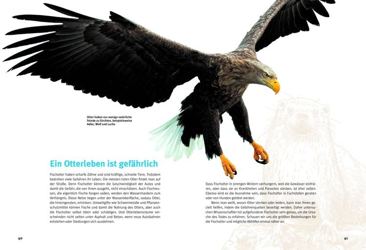 Produktbild: Entdecke die Otter