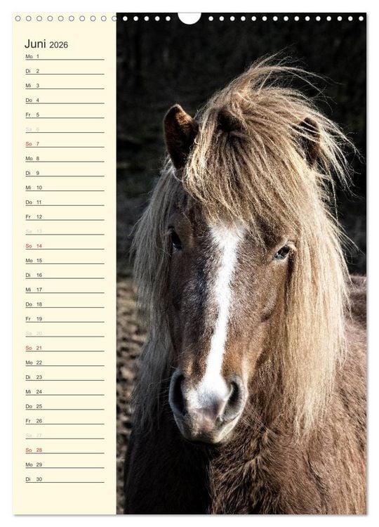 Produktbild: Islandpferde Geburtstagskalender (Wandkalender 2026 DIN A3 hoch), CALVENDO Monatskalender