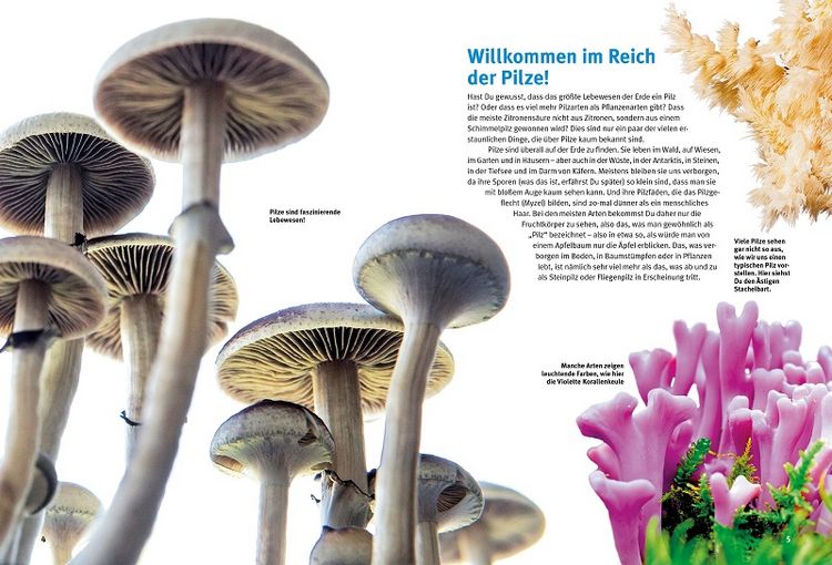 Produktbild: Entdecke die Pilze