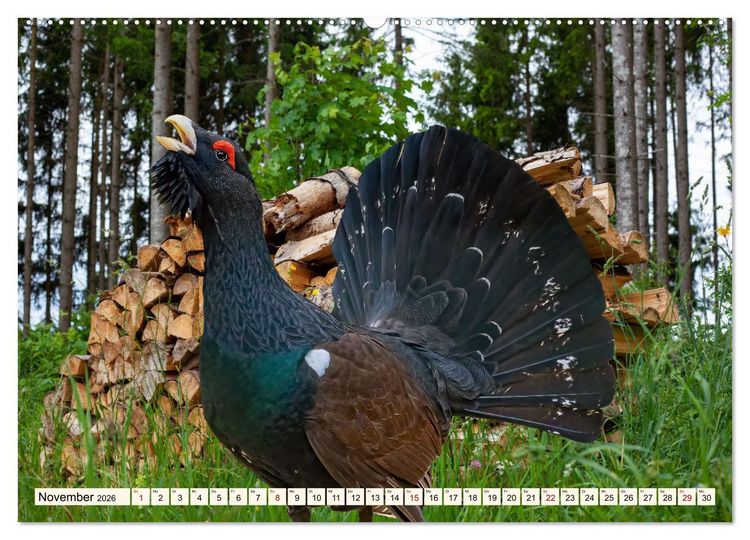 Produktbild: Faszinierende H&uuml;hnerv&ouml;gel (hochwertiger Premium Wandkalender 2026 DIN A2 quer), Kunstdruck in Hochglanz