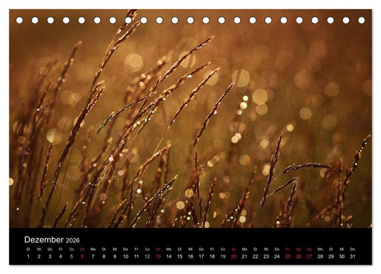Produktbild: Bl&uuml;tenzauber 2026 (Tischkalender 2026 DIN A5 quer), CALVENDO Monatskalender