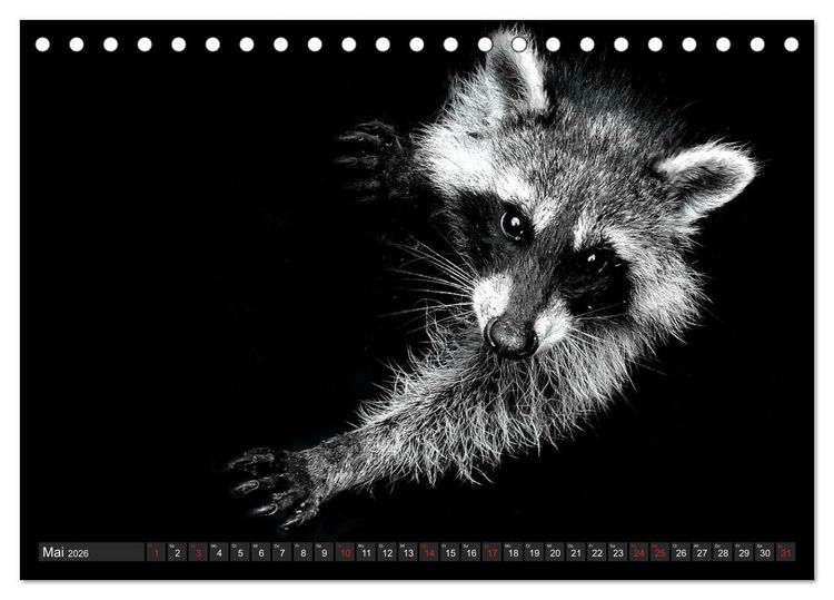 Produktbild: Besuch vom Waschb&auml;r (Tischkalender 2026 DIN A5 quer), CALVENDO Monatskalender