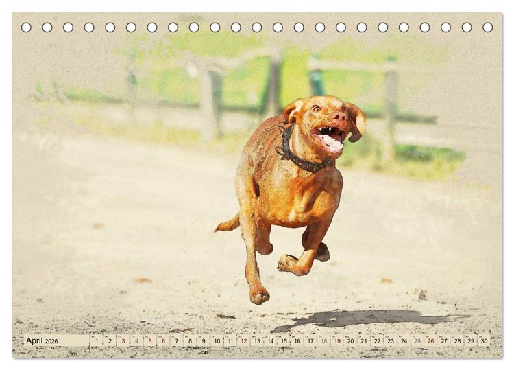 Produktbild: Magyar Vizsla 2026 (Tischkalender 2026 DIN A5 quer), CALVENDO Monatskalender
