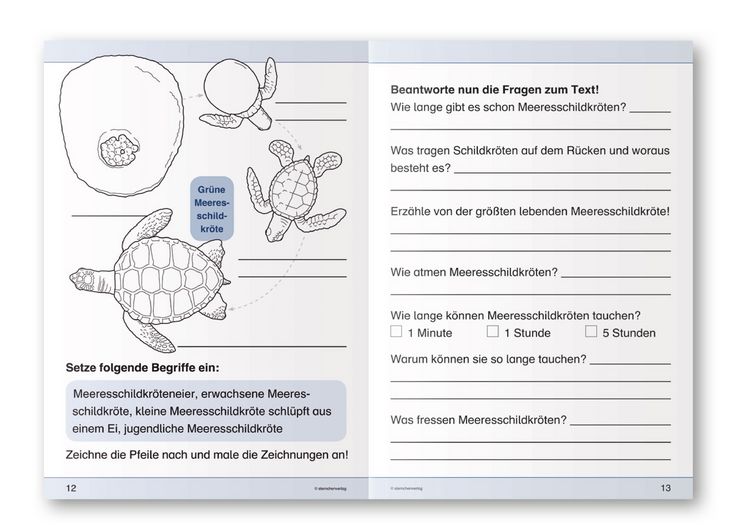 Produktbild: Langhans, K: Ich kenne die Meeresschildkröte - Lebenszyklus