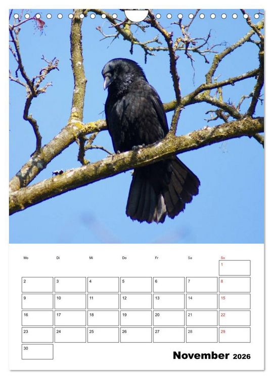Produktbild: Rabenv&ouml;gel Terminplaner (Wandkalender 2026 DIN A4 hoch), CALVENDO Monatskalender