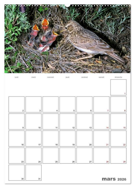 Produktbild: Les passereaux &agrave; l'or&eacute;e de la vie (Calendrier mural 2026 DIN A2 horizontal), CALVENDO calendrier mensuel