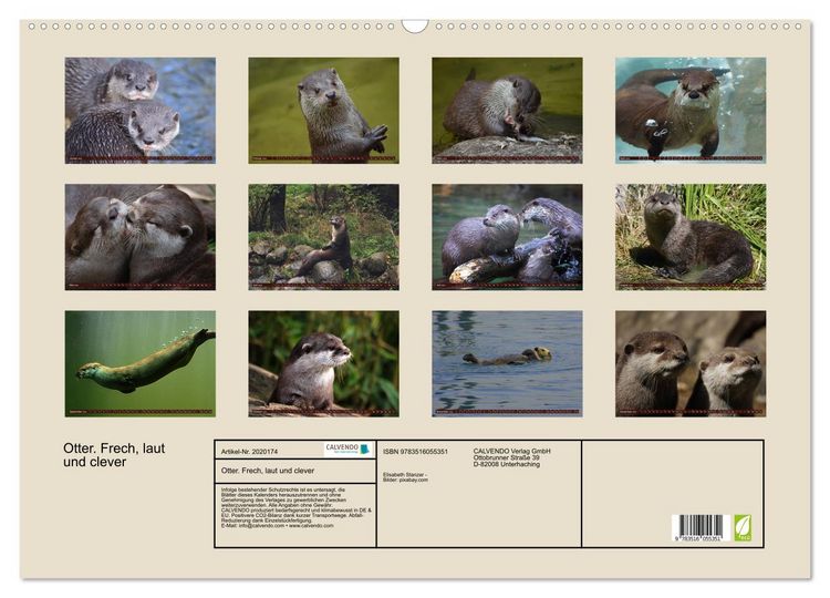 Produktbild: Otter. Frech, laut und clever (Wandkalender 2026 DIN A2 quer), CALVENDO Monatskalender