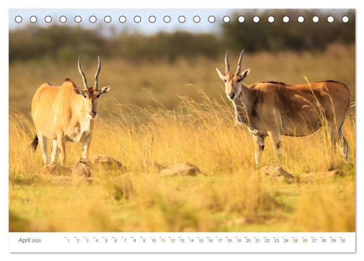 Produktbild: Safari Kenia (Tischkalender 2026 DIN A5 quer), CALVENDO Monatskalender