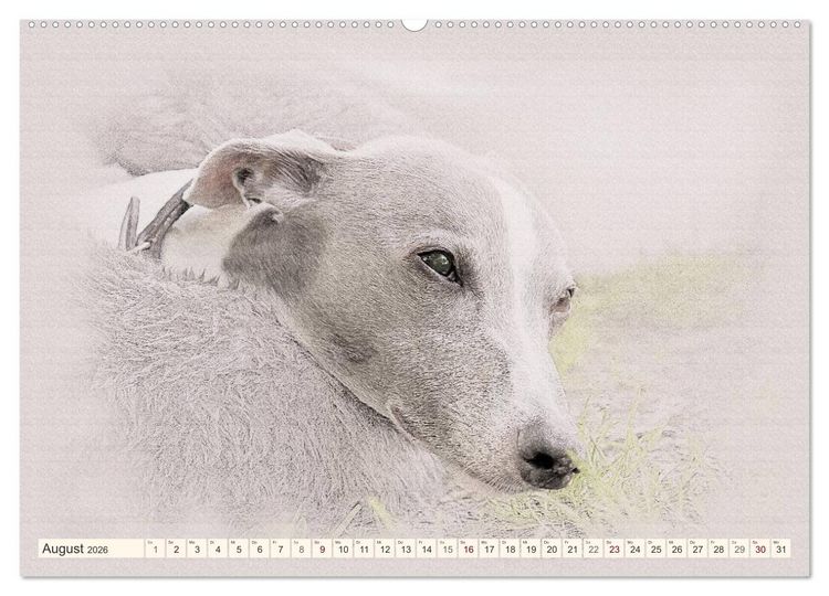 Produktbild: Whippet 2026 (Wandkalender 2026 DIN A2 quer), CALVENDO Monatskalender