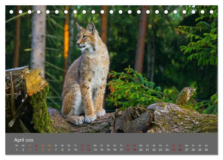 Produktbild: Der Luchs - Hochbeinig, Pinselohren, Backenbart (Tischkalender 2026 DIN A5 quer), CALVENDO Monatskalender