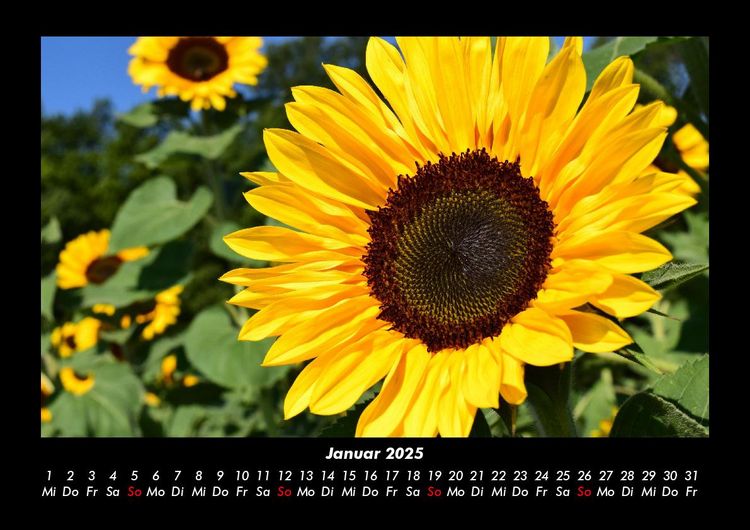 Produktbild: Blumenkalender 2025 Fotokalender DIN A3