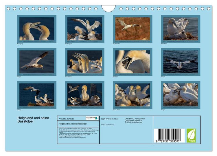 Produktbild: Helgoland und seine Basst&ouml;lpel (Wandkalender 2026 DIN A4 quer), CALVENDO Monatskalender
