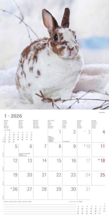 Produktbild: Kaninchen 2026 - Broschürenkalender 30x30 cm (30x60 geöffnet) - Kalender mit Platz für Notizen - Rabbits - Bildkalender - Wandplaner - Wandkalender