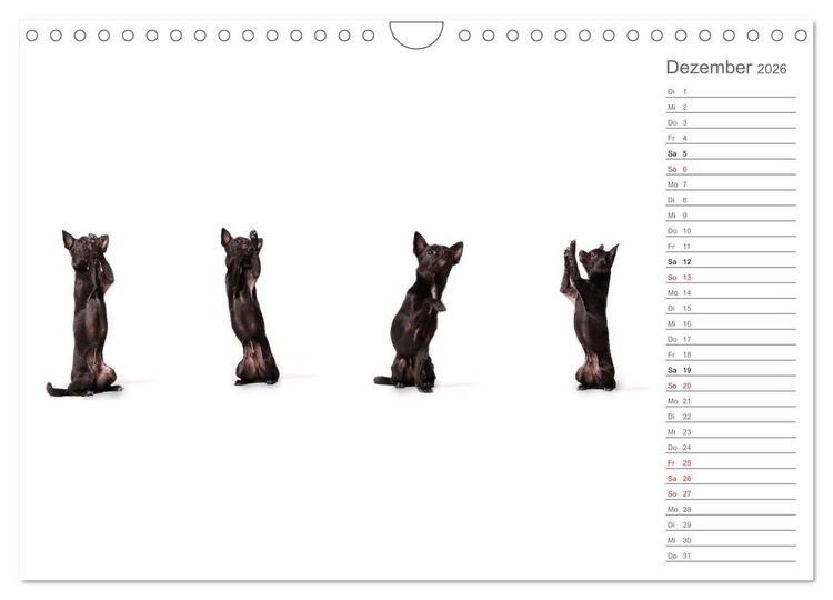Produktbild: Chihuahua - Die Welt der Kleinen (Wandkalender 2026 DIN A4 quer), CALVENDO Monatskalender