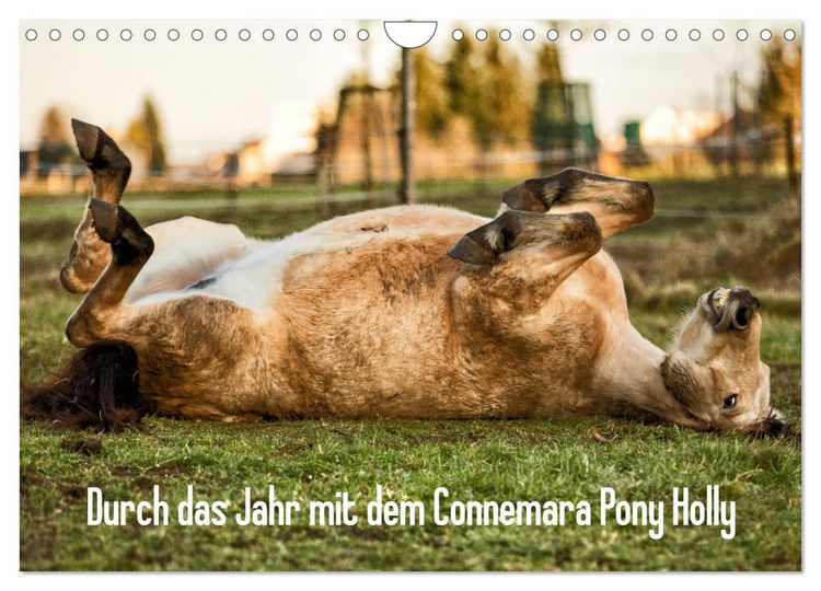 Produktbild: Durch das Jahr mit dem Connemara Pony Holly (Wandkalender 2026 DIN A4 quer), CALVENDO Monatskalender