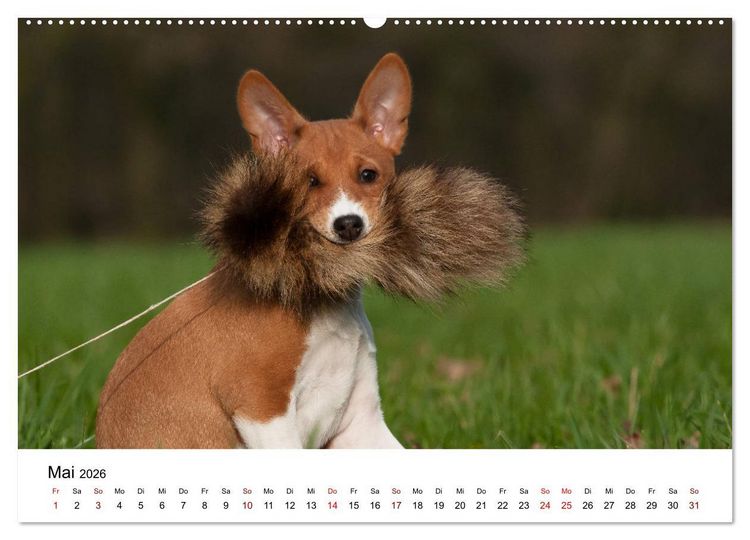 Produktbild: S&uuml;&szlig;e Basenji-Kinder (Wandkalender 2026 DIN A2 quer), CALVENDO Monatskalender