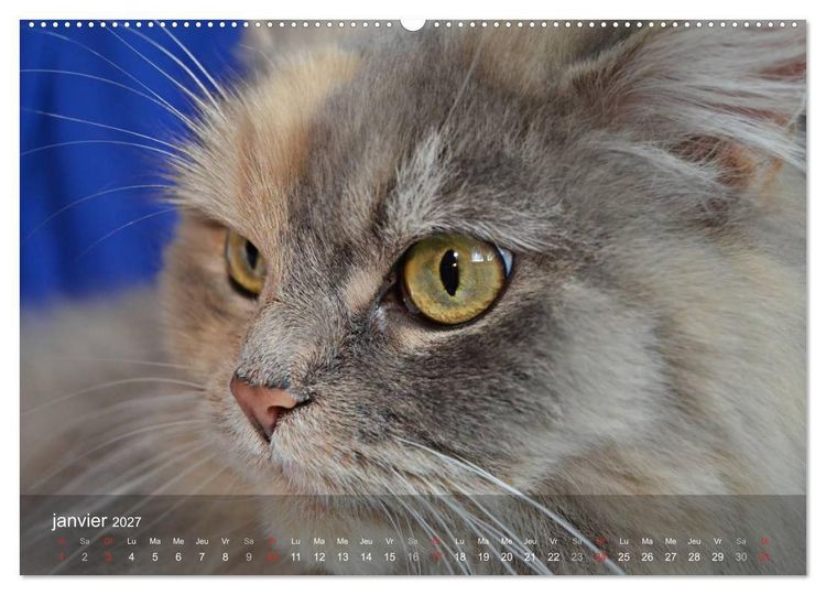 Produktbild: Mine de chat (Calendrier mural haut de gamme 2027 DIN A2 vertical), CALVENDO calendrier mensuel