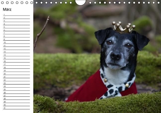 Produktbild: Jack Russell Terrier - Ein Verwandlungsk&uuml;nstler namens Jake / Geburtstagskalender (Wandkalender immerw&auml;hrend DIN A4 quer)