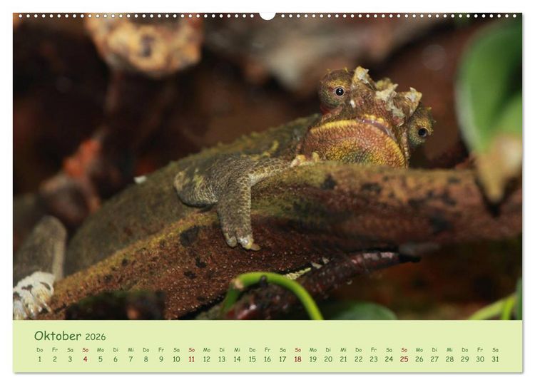 Produktbild: Augenblicke der Cham&auml;leons (Wandkalender 2026 DIN A2 quer), CALVENDO Monatskalender