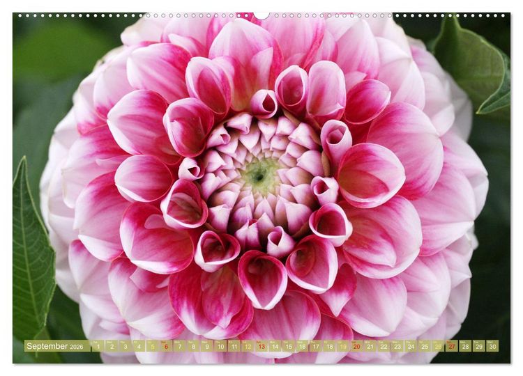 Produktbild: A Flower Festival (High Quality Premium Wall Calendar 2026 DIN A2 landscape),CALVENDO 12 Month Wall Calendar