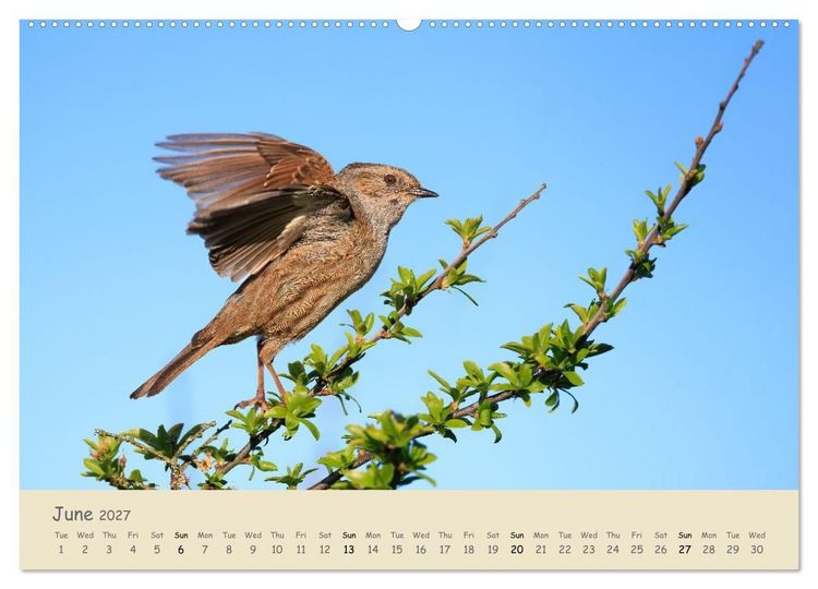 Produktbild: Wild encounters &ndash; Moments in the heart of nature (High Quality Premium Wall Calendar 2027 DIN A2 landscape),CALVENDO 12 Month Wall Calendar
