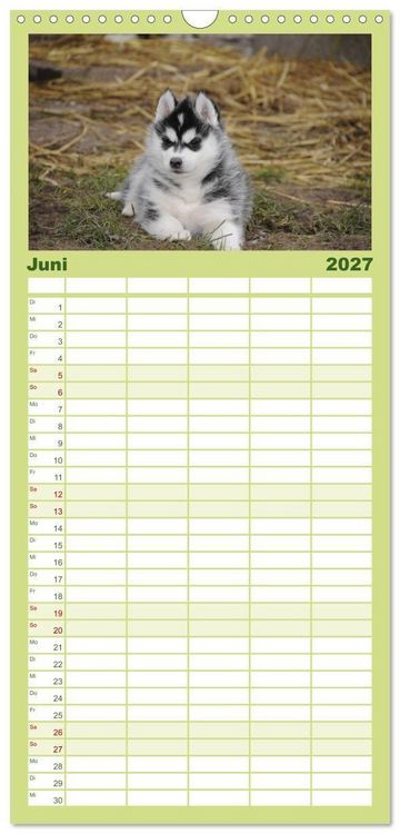 Produktbild: Familienplaner 2027 - Husky Welpen mit 5 Spalten (Wandkalender, 21 x 45 cm) CALVENDO
