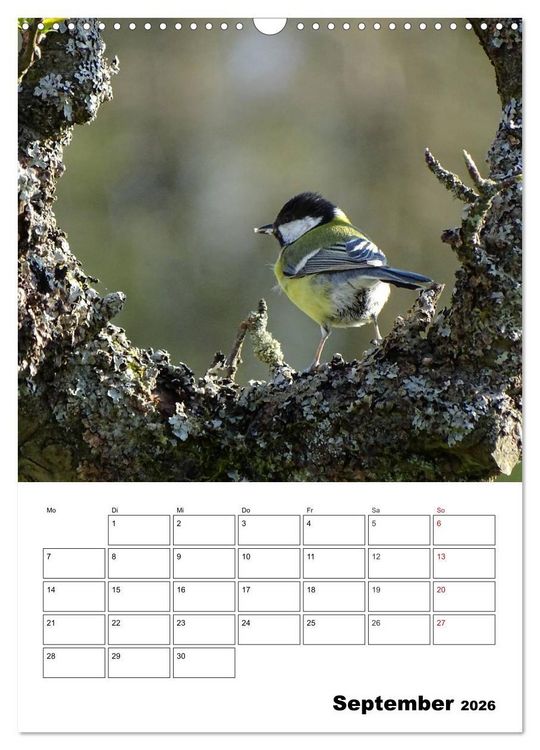 Produktbild: Amsel, Drossel, Fink und Star - beobachtet (Wandkalender 2026 DIN A3 hoch), CALVENDO Monatskalender