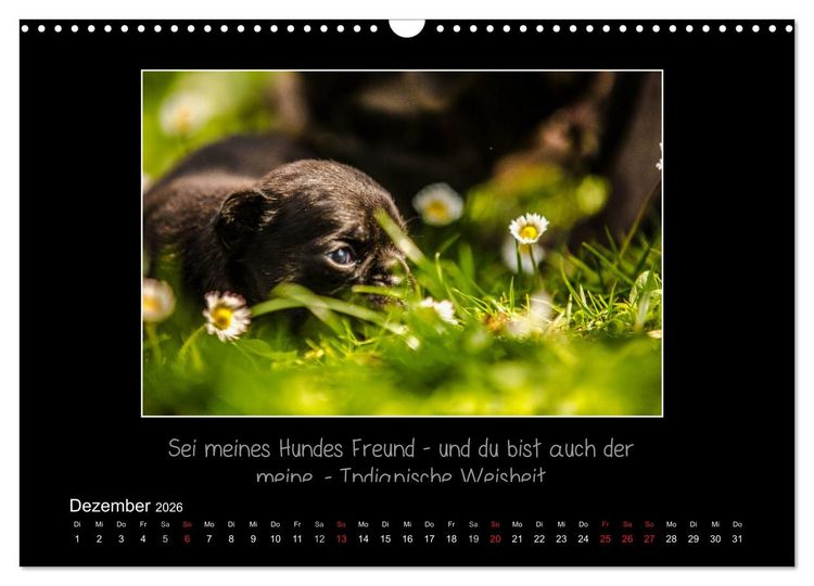 Produktbild: M&ouml;pse 2026 (Wandkalender 2026 DIN A3 quer), CALVENDO Monatskalender