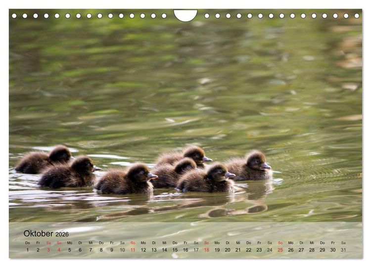 Produktbild: G&auml;nse und Enten. Schnattern, watscheln, quaken! (Wandkalender 2026 DIN A4 quer), CALVENDO Monatskalender