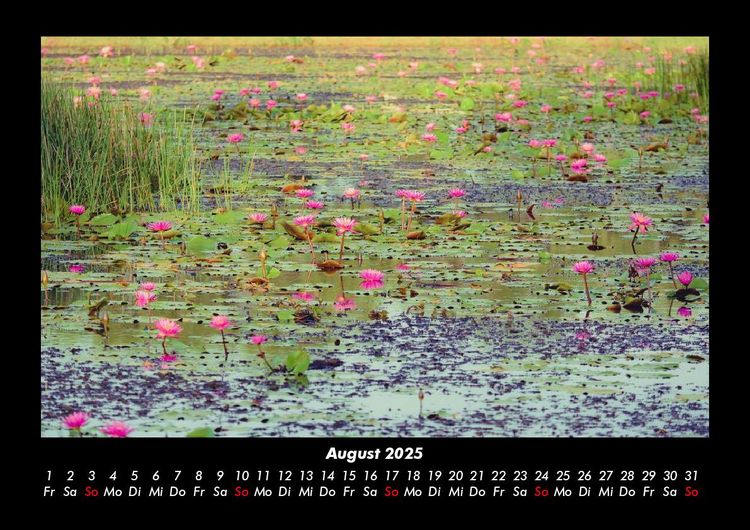 Produktbild: Rosen-Kalender 2025 Fotokalender DIN A3