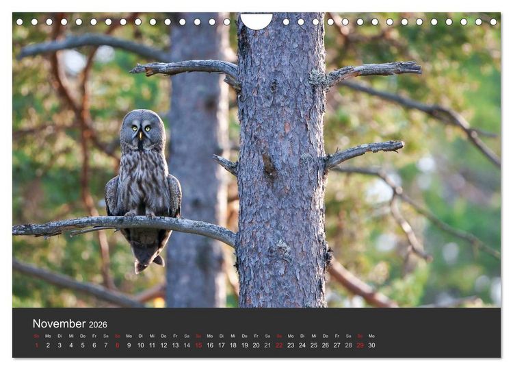 Produktbild: V&ouml;gel im Norden Europas (Wandkalender 2026 DIN A4 quer), CALVENDO Monatskalender