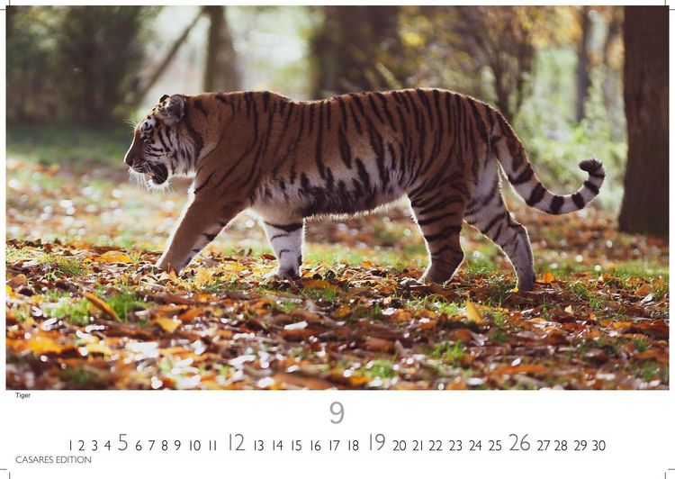 Produktbild: Big Cats Kalender 2027 &ndash; Wandkalender | Fotokalender Tierkalender 35x50cm &ndash; Wundersch&ouml;ner Gro&szlig;katzen-. mit beeindruckenden Fotos von Tiger| L&ouml;wen | Jaguar | Gepard | Luchs | Puma.