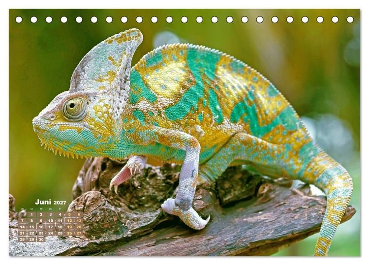 Produktbild: Cham&auml;leon: Die farbenfrohe Welt der Reptilien (Tischkalender 2027 DIN A5 quer), CALVENDO Monatskalender