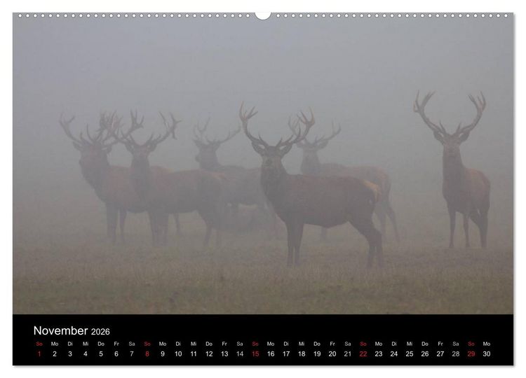 Produktbild: Der Rothirsch, K&ouml;nig der W&auml;lder (Wandkalender 2026 DIN A2 quer), CALVENDO Monatskalender