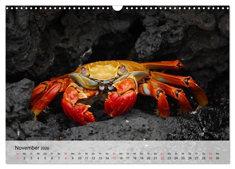 Produktbild: Krabben. Lustige Aliens (Wandkalender 2026 DIN A3 quer), CALVENDO Monatskalender