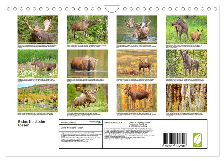 Produktbild: Elche: Nordische Riesen (Wandkalender 2026 DIN A4 quer), CALVENDO Monatskalender