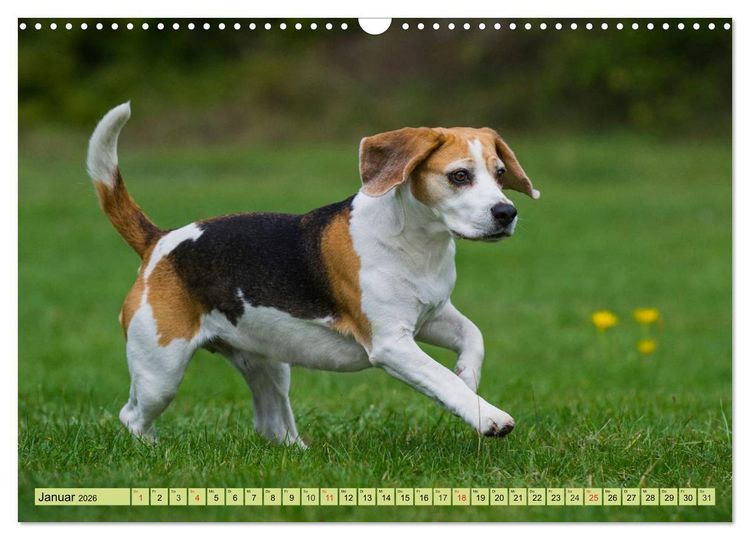 Produktbild: Beagle - Herz auf 4 Pfoten (Wandkalender 2026 DIN A3 quer), CALVENDO Monatskalender